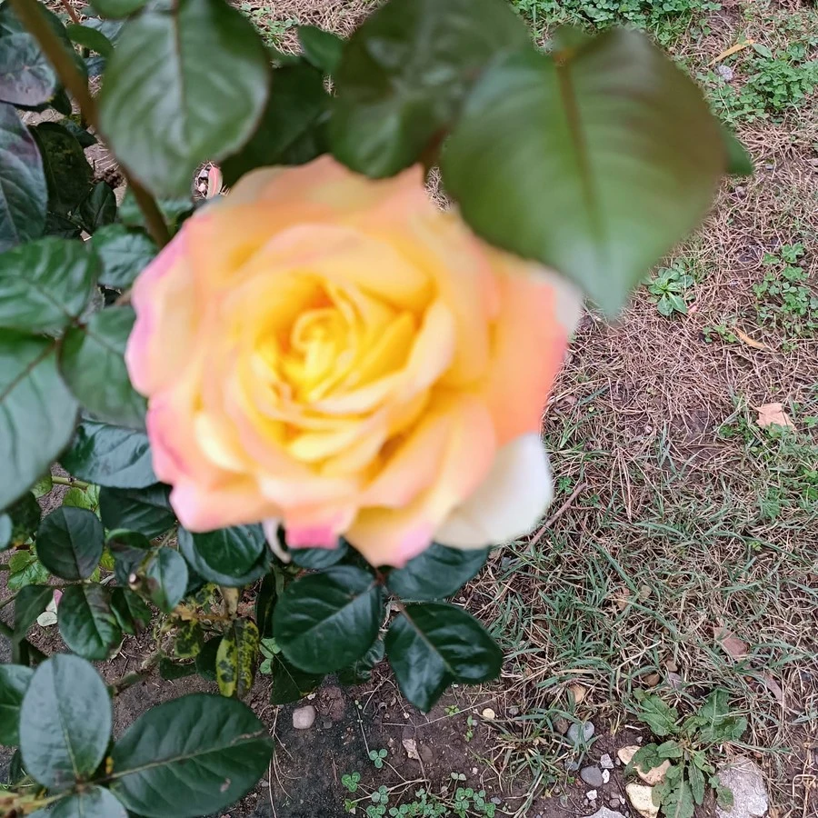 Фото отеля СТРАНА ДУШИ