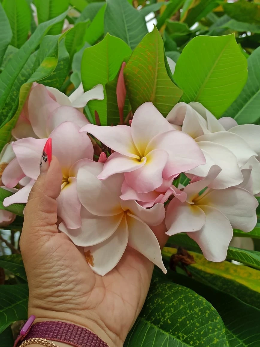 Фото отеля SEA BREEZE JOMTIEN RESORT