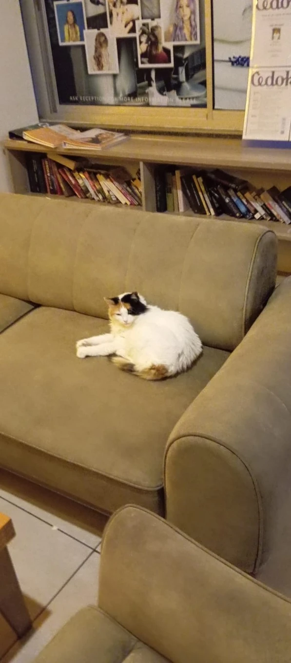 Фото отеля CATTY CATS GARDEN