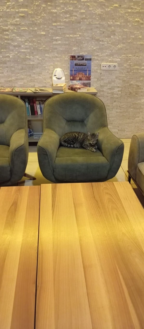 Фото отеля CATTY CATS GARDEN