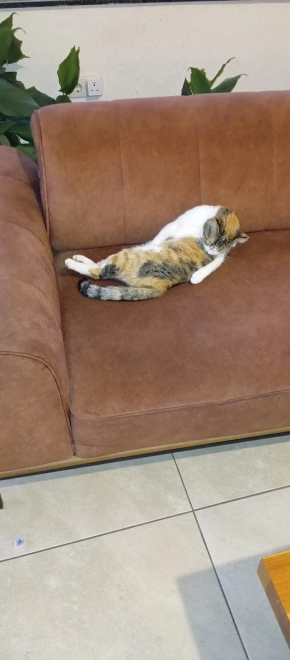 Фото отеля CATTY CATS GARDEN