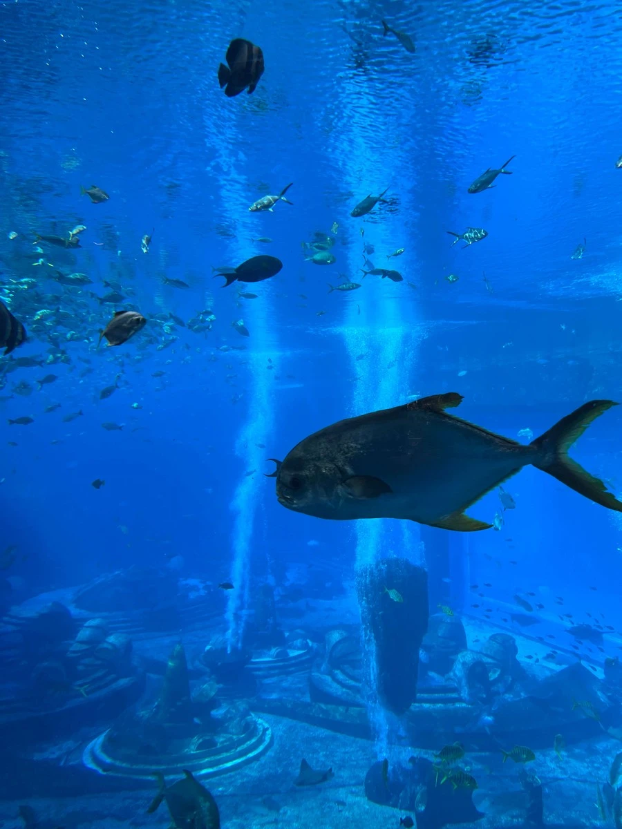 Фото отеля ATLANTIS SANYA