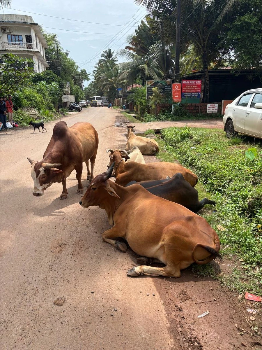 Фото отеля BEDZZZ XCLUSIVE MORJIM GOA