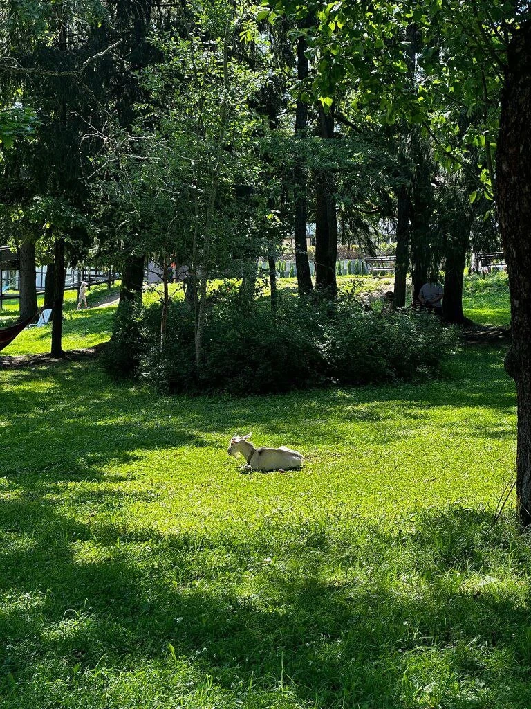 Фото отеля ЛЕСНОЙ ПАРК-ОТЕЛЬ (EX. ГЕЛИОПАРК ЛЕСНОЙ)