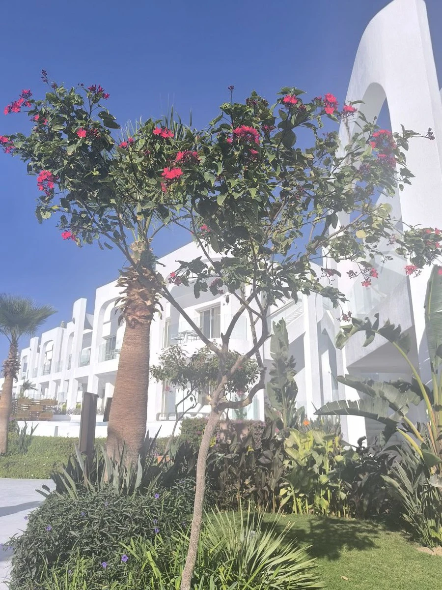 Фото отеля SUNRISE WHITE HILLS RESORT