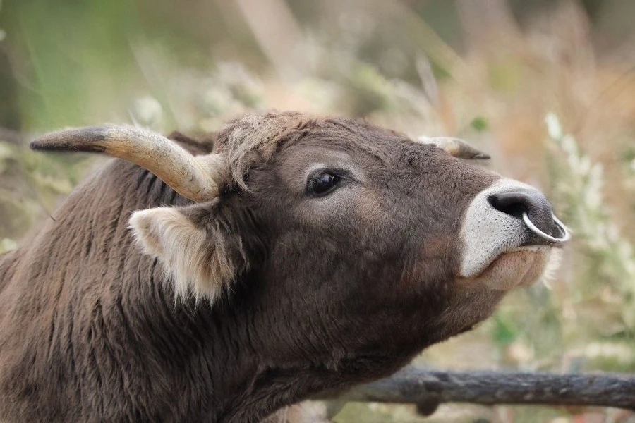Фото отеля БАРСКАЯ УСАДЬБА ТВЕРЬ