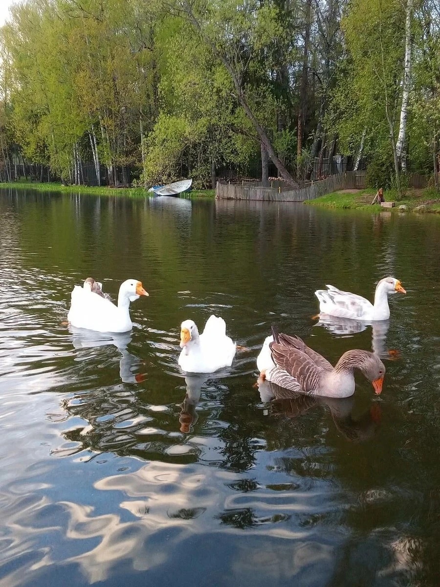 Фото отеля СОЛНЕЧНЫЙ PARK HOTEL & SPA