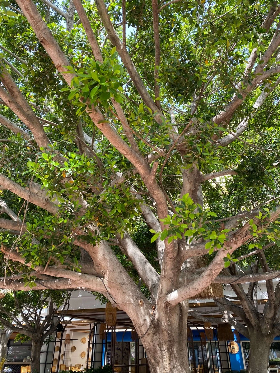 Фото отеля SELECTUM FAMILY RESORT SIDE