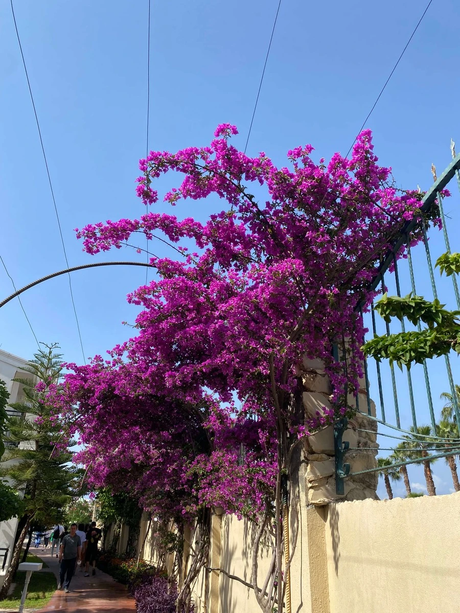 Фото отеля SELECTUM FAMILY COMFORT SIDE (EX. LYRA RESORT HOTEL)