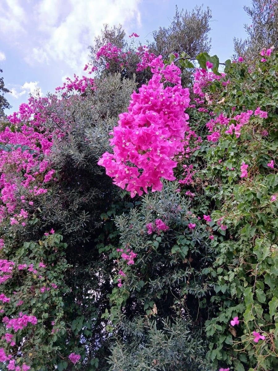 Фото отеля ARMAS KAPLAN PARADISE (EX. KAPLAN PARADISE, JEANS CLUB KAPLAN)