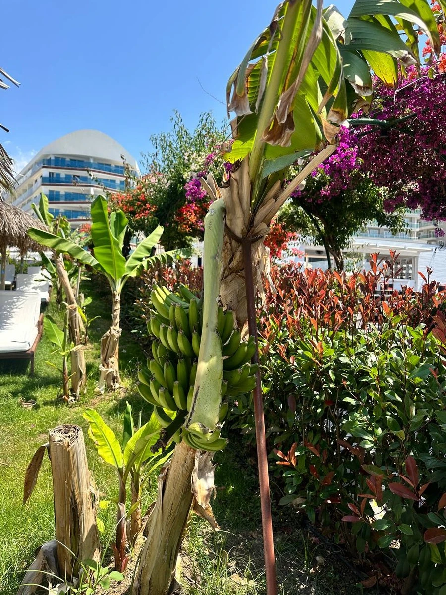 Фото отеля RUBI PLATINUM SIGN