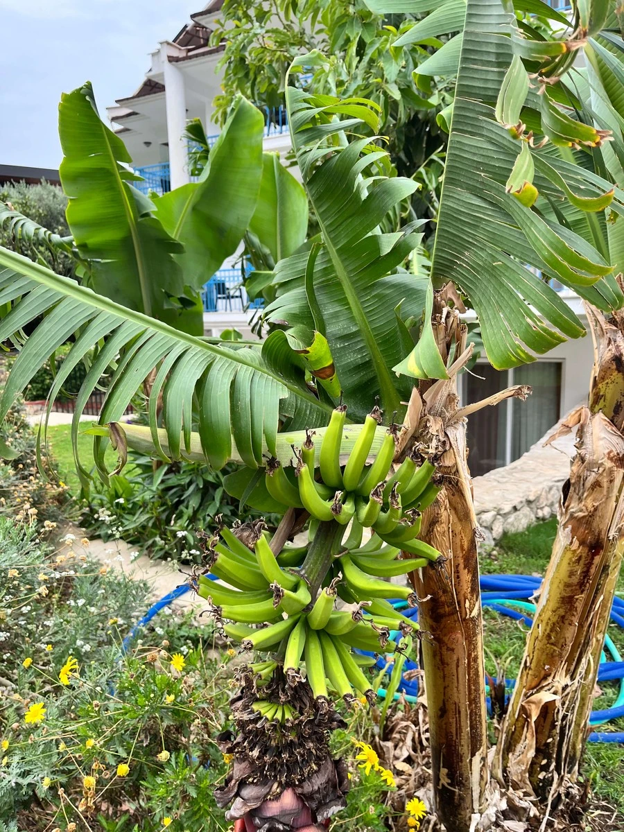 Фото отеля BELCEKUM BEACH HOTEL