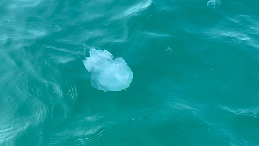 Фото отеля НОВЫЙ СВЕТ ГОСТИНИЧНЫЙ КОМПЛЕКС