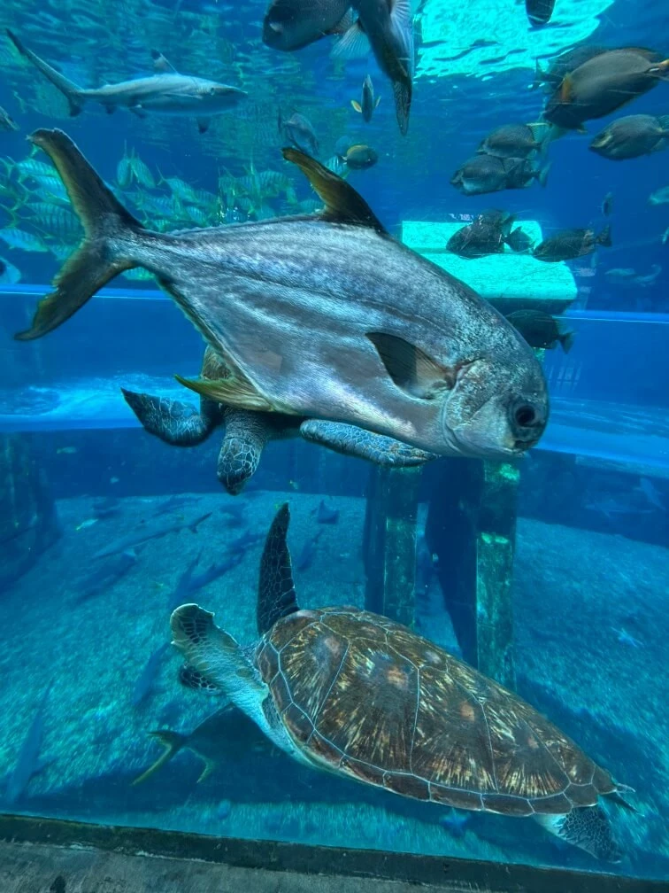 Фото отеля ATLANTIS SANYA