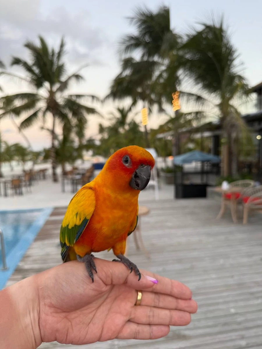 Фото отеля NOOE MALDIVES KUNAAVASHI