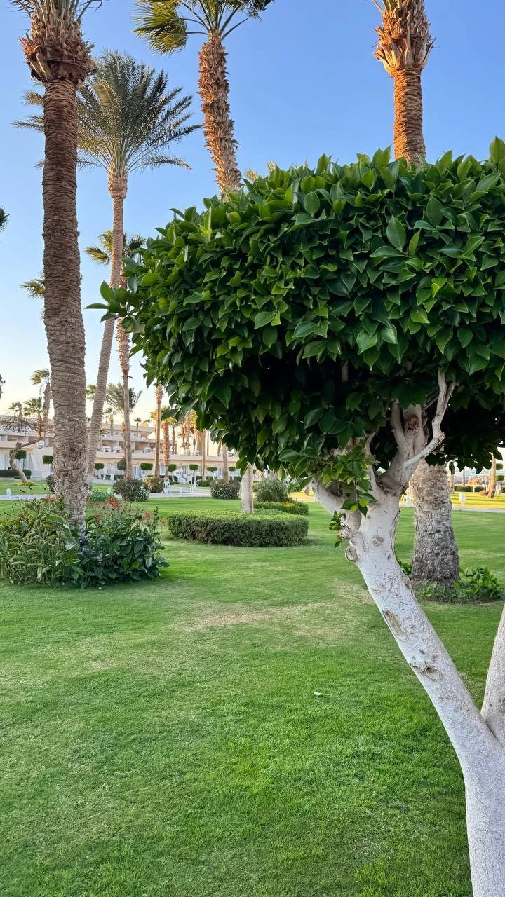 Фото отеля MERAKI RESORT SHARM EL SHEIKH ADULTS ONLY 16+