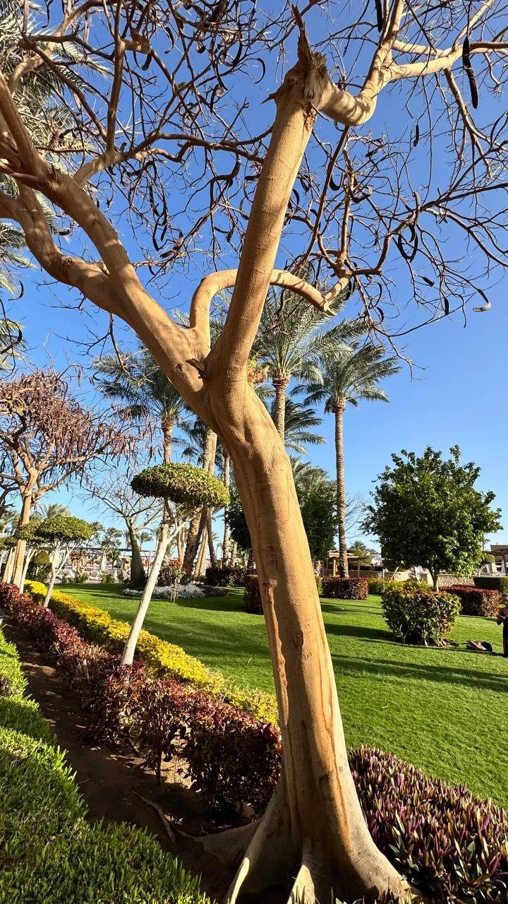 Фото отеля SHARM GRAND PLAZA RESORT