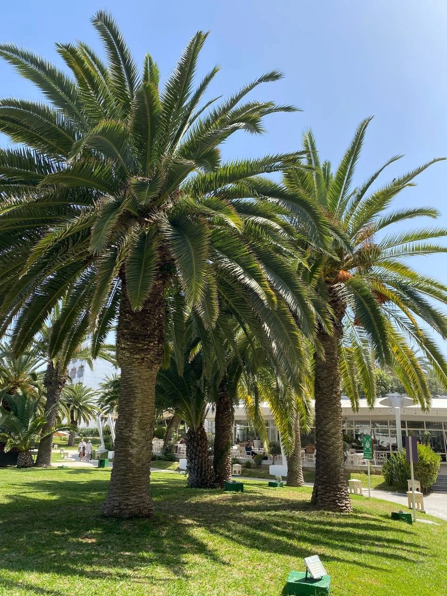 Фото отеля JAZ Tour Khalef