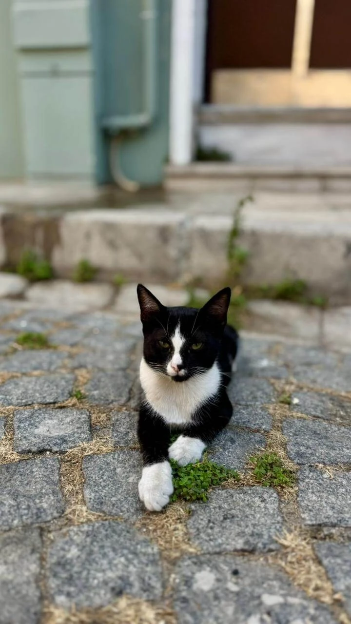 Фото отеля CATCH HOTEL SULTANAHMET