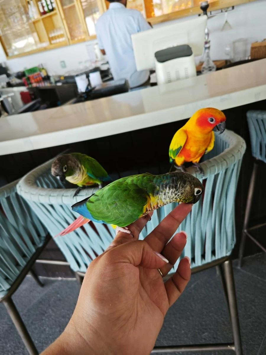 Фото отеля NOOE MALDIVES KUNAAVASHI