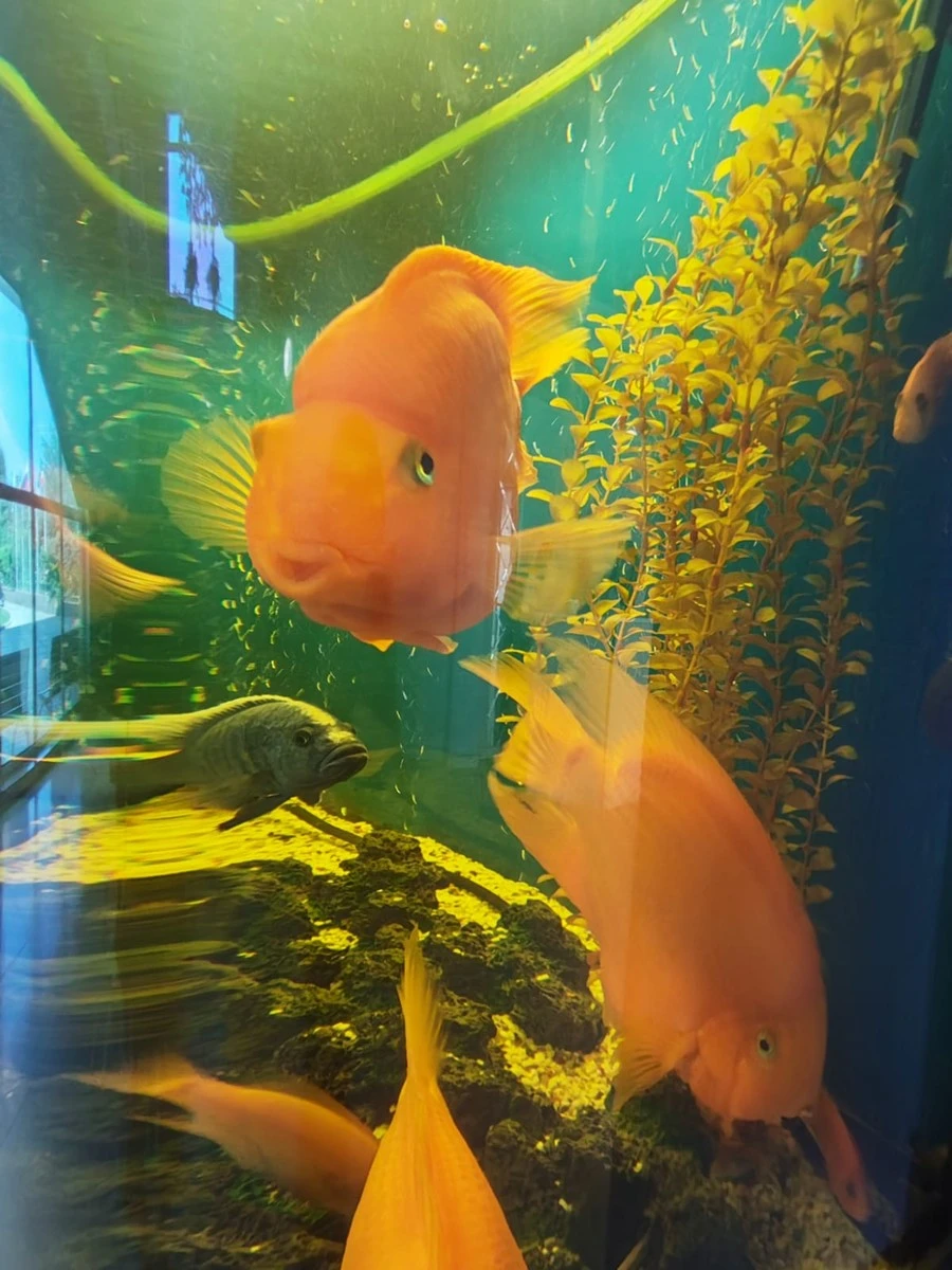 Фото отеля ФЕЯ SUNCLUB RESORT & SPA (EX. ФЕЯ-3)