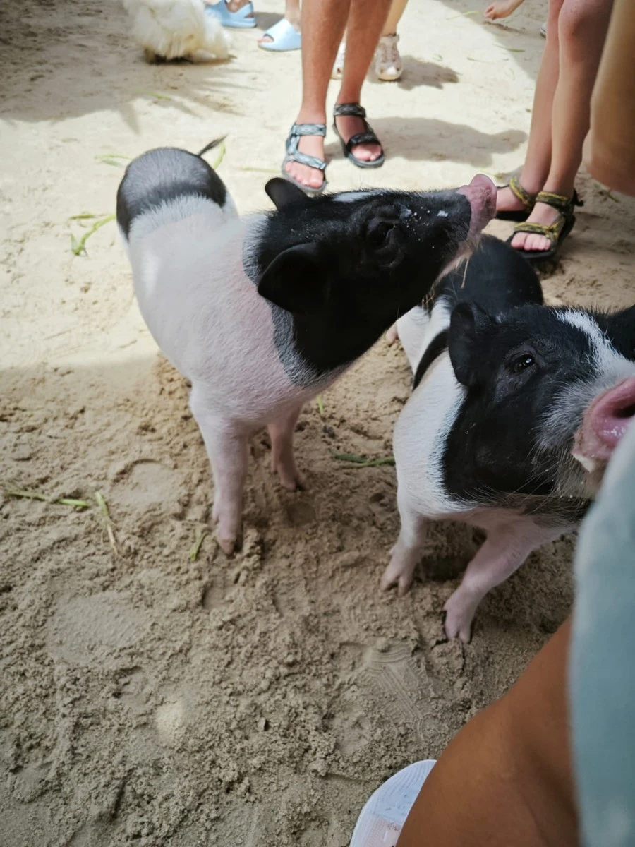 Фото отеля THAVORN PALM BEACH