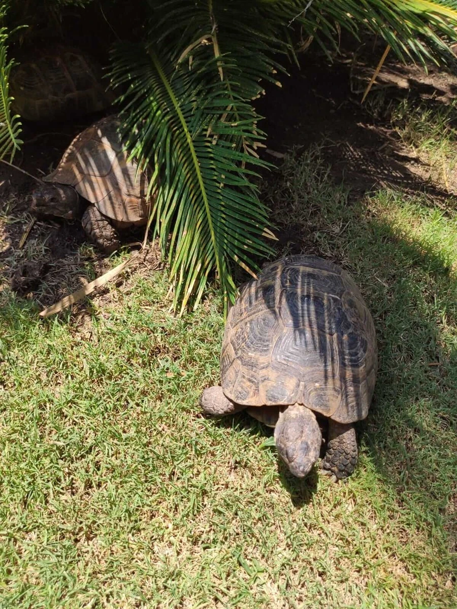 Фото отеля CLUB HOTEL SERA