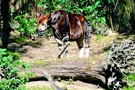 США, Орландо, Дисней Энимал Киндом  "Disney’s Animal Kingdom" - фото 6