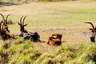 США, Орландо, Дисней Энимал Киндом  "Disney’s Animal Kingdom" - фото 43