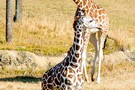 США, Орландо, Дисней Энимал Киндом  "Disney’s Animal Kingdom" - фото 33