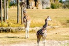 США, Орландо, Дисней Энимал Киндом  "Disney’s Animal Kingdom" - фото 37