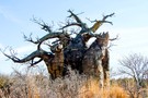 США, Орландо, Дисней Энимал Киндом  "Disney’s Animal Kingdom" - фото 15