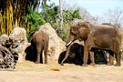 США, Орландо, Дисней Энимал Киндом  "Disney’s Animal Kingdom" - фото 36