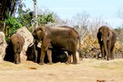 США, Орландо, Дисней Энимал Киндом  "Disney’s Animal Kingdom" - фото 20