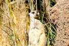 США, Орландо, Дисней Энимал Киндом  "Disney’s Animal Kingdom" - фото 26