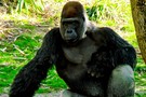 США, Орландо, Дисней Энимал Киндом  "Disney’s Animal Kingdom" - фото 7