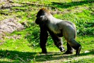 США, Орландо, Дисней Энимал Киндом  "Disney’s Animal Kingdom" - фото 49