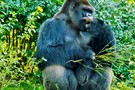США, Орландо, Дисней Энимал Киндом  "Disney’s Animal Kingdom" - фото 9
