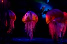 США, Орландо, Дисней Энимал Киндом  "Disney’s Animal Kingdom" - фото 30