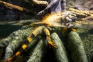 Отдых в Испании, Барселона, Валенсия, Пеньискола  - фото 78
