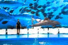 Отдых в Испании, Барселона, Валенсия, Пеньискола  - фото 40
