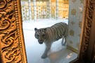 Тур в Таиланд, остров Пхукет - фото 29