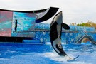 США, Орландо, парк Си Ворлд (Морской мир Орландо) "SeaWorld Orlando" - фото 29