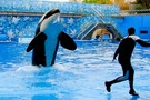 США, Орландо, парк Си Ворлд (Морской мир Орландо) "SeaWorld Orlando" - фото 36