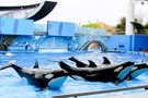 США, Орландо, парк Си Ворлд (Морской мир Орландо) "SeaWorld Orlando" - фото 20