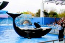 США, Орландо, парк Си Ворлд (Морской мир Орландо) "SeaWorld Orlando" - фото 13