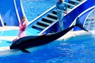 США, Орландо, парк Си Ворлд (Морской мир Орландо) "SeaWorld Orlando" - фото 17