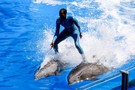 США, Орландо, парк Си Ворлд (Морской мир Орландо) "SeaWorld Orlando" - фото 15