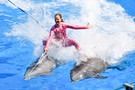 США, Орландо, парк Си Ворлд (Морской мир Орландо) "SeaWorld Orlando" - фото 18