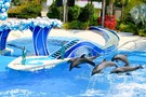 США, Орландо, парк Си Ворлд (Морской мир Орландо) "SeaWorld Orlando" - фото 2